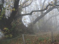 stagno 100 cavalli-Castanea sativa 201011128 079